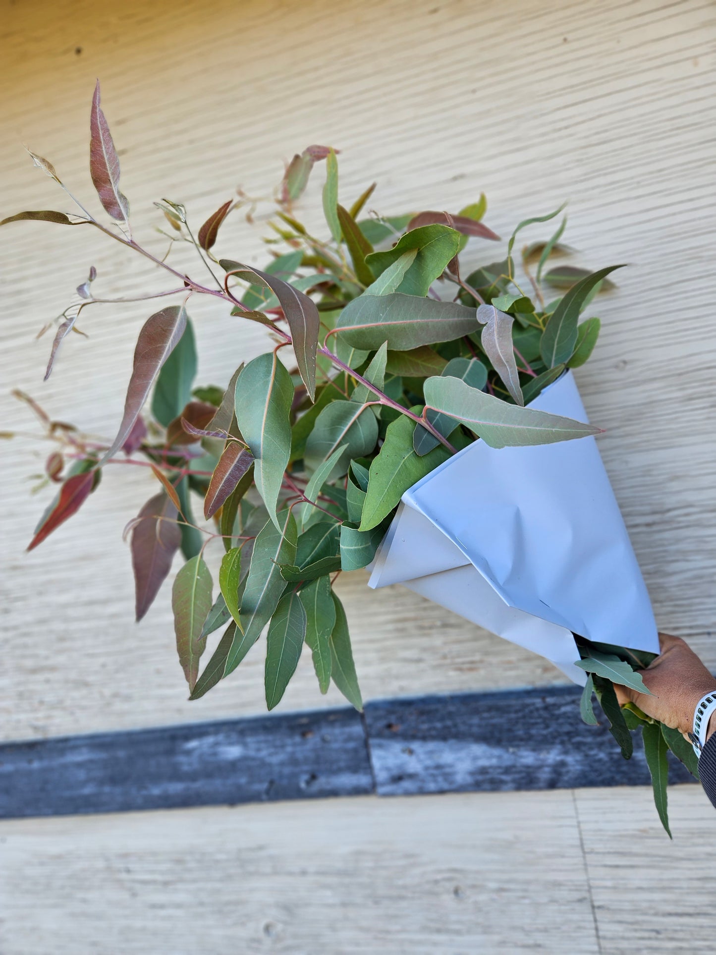 Large Eucalyptus Bunch