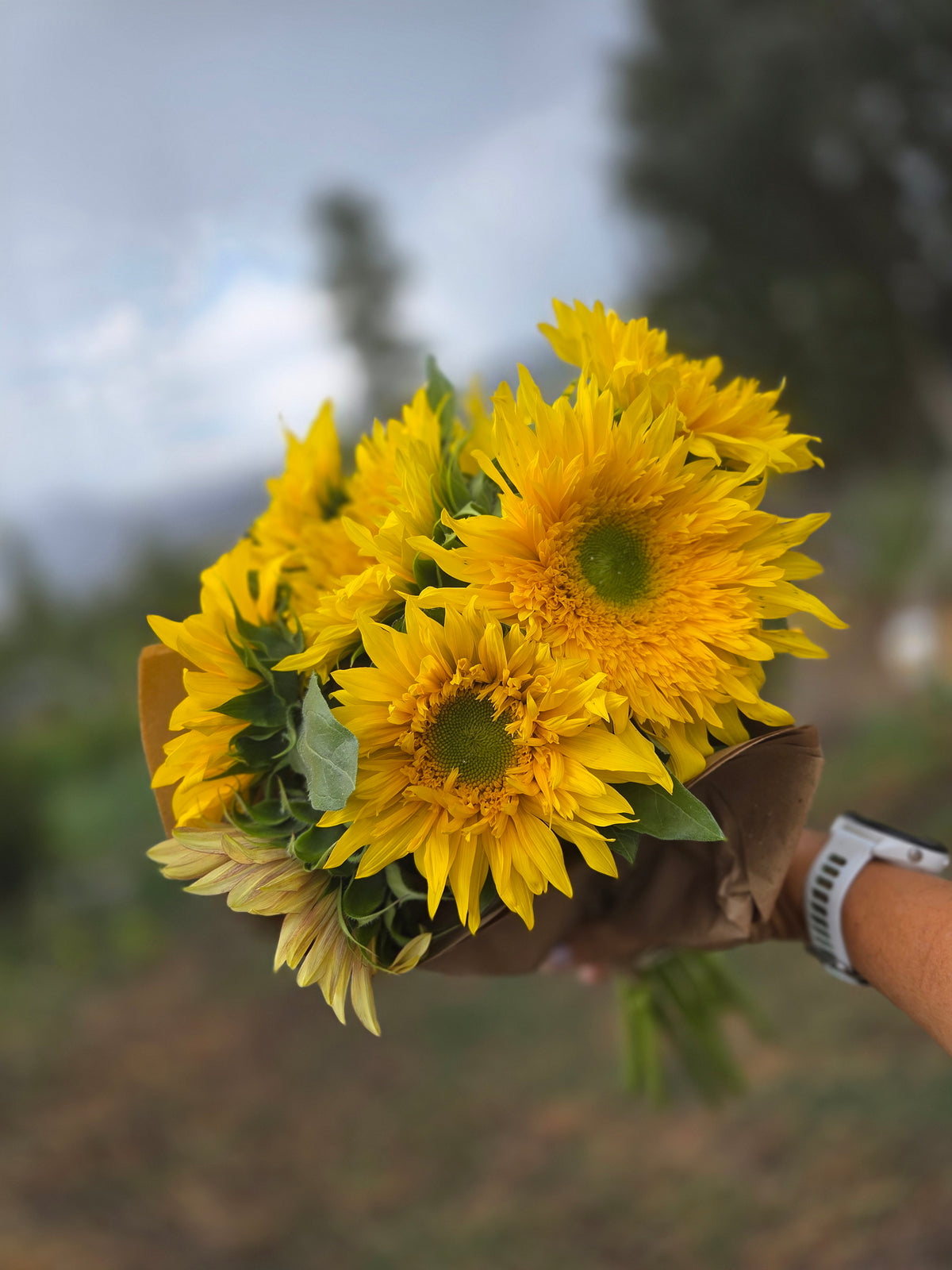 Sunflower Bunch