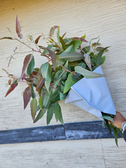 Large Eucalyptus Bunch